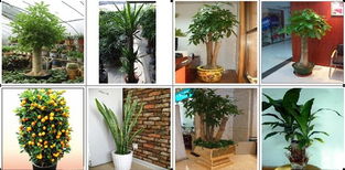 雪松在园林中的广泛应用