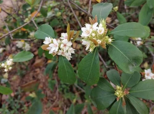 低温春化， 是关键