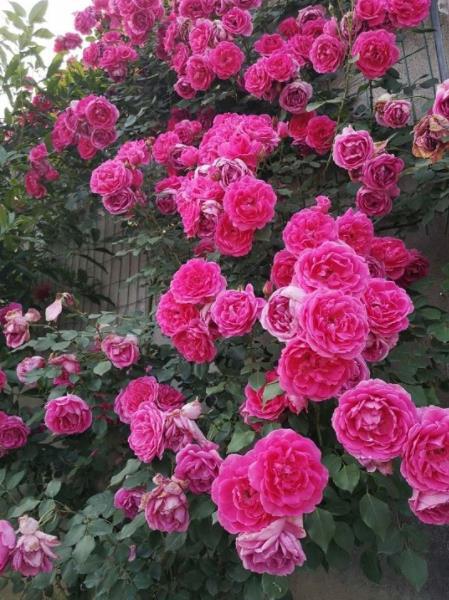 福建藤本月季种植指南：两大必养品种推荐