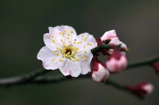 二月梅花香满园，这些花儿美得让人心动吗