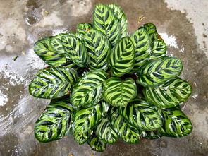 第四步：扦插技巧，手法要轻柔