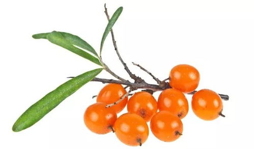 沙棘治病的小故事，你知道吗？