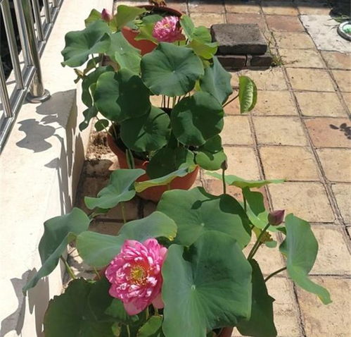 睡莲根块可以完全在水中生长吗？需要哪些注意事项