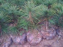 月末捡漏法与混搭购买术