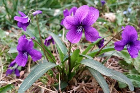 紫花地丁也嫩来点