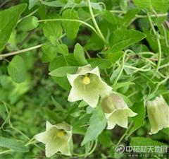 你好，真正野生党参狮子头彳艮明显