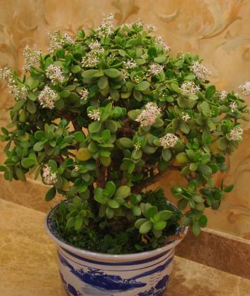 1800米海拔的花儿， 种类繁多