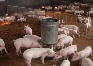 立体驱虫技术革新，猪场养殖更高效