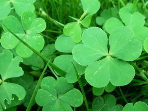 三叶草种植的小技巧，你get了吗？