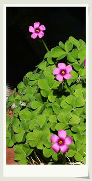 酢浆草种子怎么存放？