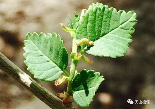 鸭脚树养殖：选土培植