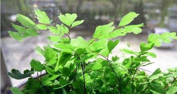 通风换气， 幸福树叶子不落