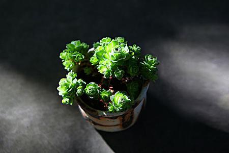 植物冬天落叶后如何科学养护？如何让它们安全度过寒冷季节
