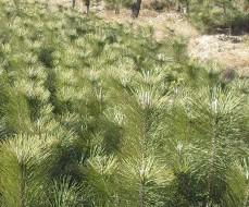 黑松小苗的价格，你敢信？