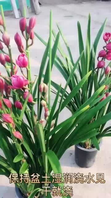 花儿种植，土壤和光照是关键！