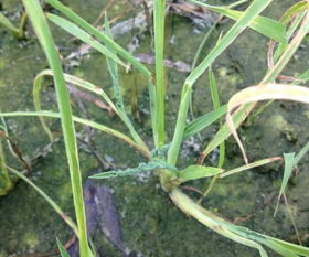 对水稻田千金子、 稗草、马唐等杂草有特效的除草剂