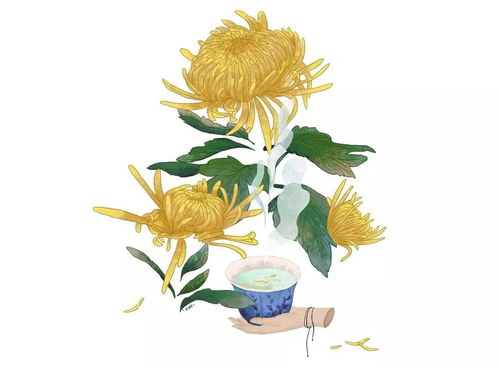 秋菊药膳养生保健，以菊花入膳