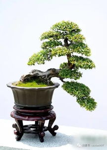 适合室内养的盆景有哪些？室内盆景五大排名分别是哪些
