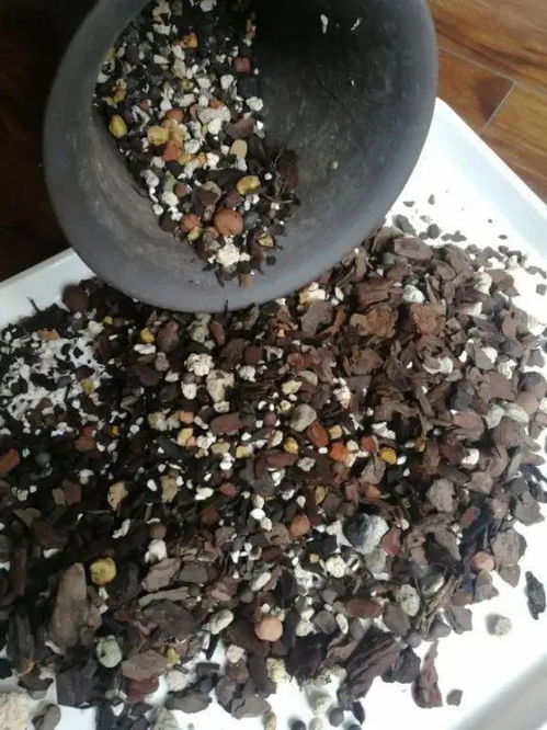 松树皮与其他基质的比较