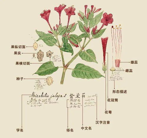 奇妙的植物有哪些？这些植物背后的故事你知道吗