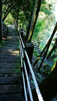 草木低语， 心灵小憩