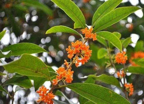 想看桂花树图片？这里有不同品种的桂花树照片