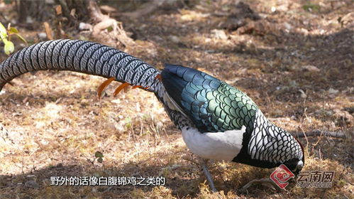 蓝虎皮绿虎皮怎么繁殖？野生环境下