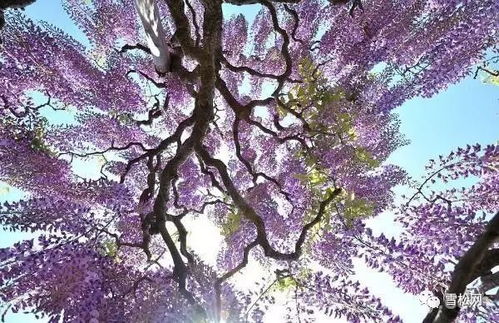 紫藤落叶的正常现象