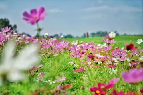 春色盎然，花海竞艳