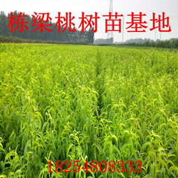 “肥水足、种苗良、勤管理、防病疫、收成旺