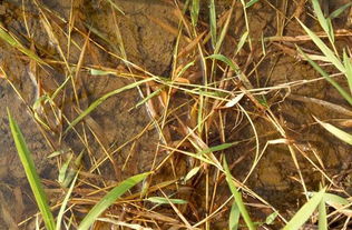 抗性稗草， 顽固不化