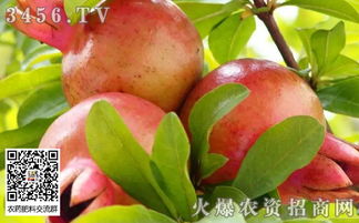 石榴的生长环境