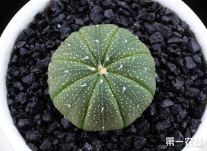 多肉星兜种植时应该选择什么类型的土壤