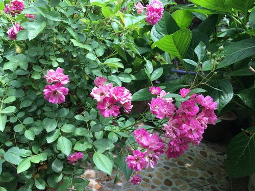 蔷薇花的种植养护：如何让花朵繁茂，枝叶茂盛？