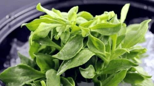 冰草定植，等一等，再等等！