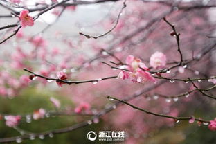 梅花傲雪枝头展，暗香浮动问谁赏