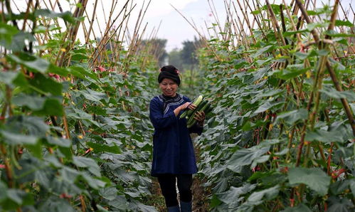 天津种植蔬菜的小秘密