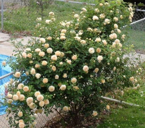 什罗普郡一少年：大卫奥斯汀培育的藤本月季