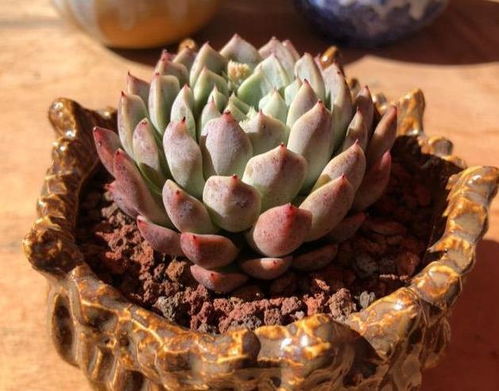 多肉植物烂根了没有多菌灵，还有哪些有效方法可以处理