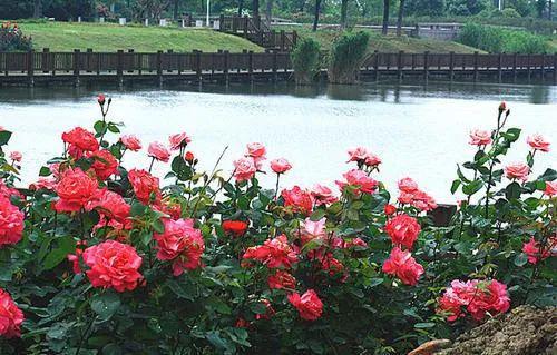 月季花种植小谈