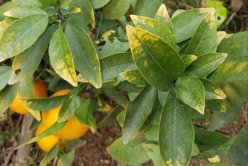 揭秘植物叶子黄化干枯之谜：实用补救技巧大公开！