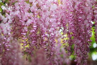 紫藤移栽后的恢复之路