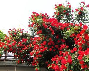 红木香的花期与色彩