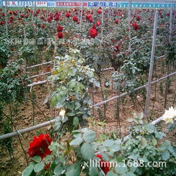 独杆高杆月季树基地，产地直销大揭秘！