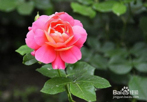月季花花期是多久？养护要点有哪些