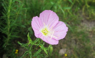 宁波慈溪的花友小王，创意无限！