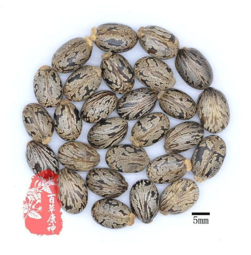 苍耳种子粘衣物原理揭秘：它们为何如此牢固？