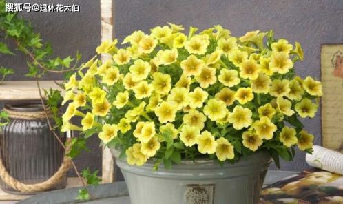 盆栽换盆的重要性