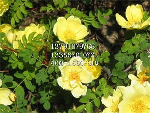 生长速度， 营养杯月季苗略胜一筹