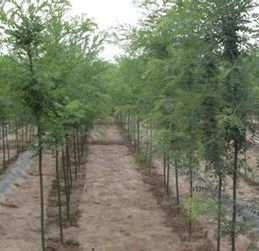 国槐苗的价格之谜